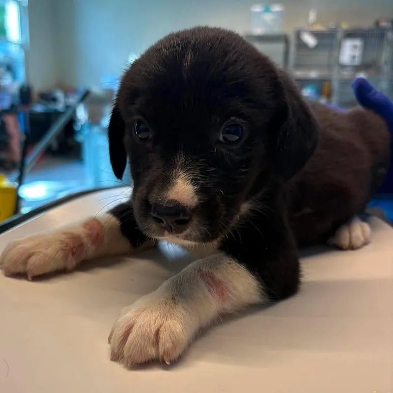A baby small-sized female Black Mixed Breed dog named Rose Marie for adoption in Huntington, WV