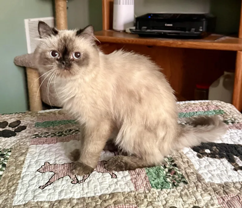 A young medium-sized male Seal Point Himalayan cat named Sweet Midas for adoption in Woodbridge, VA
