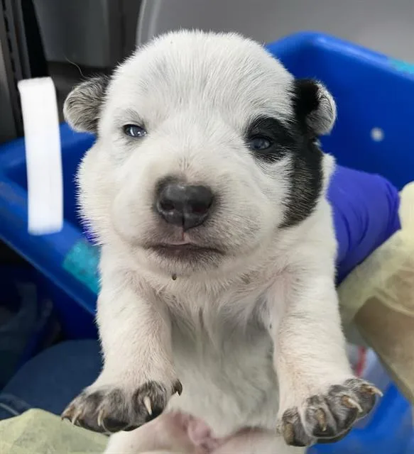 A baby medium-sized female Mixed Breed dog named Amore for adoption in Dallas, TX