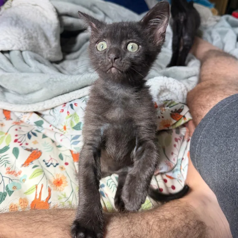 A baby small-sized male Black Domestic Short Hair cat named Lo'ak Home to for adoption in South Elgin, IL