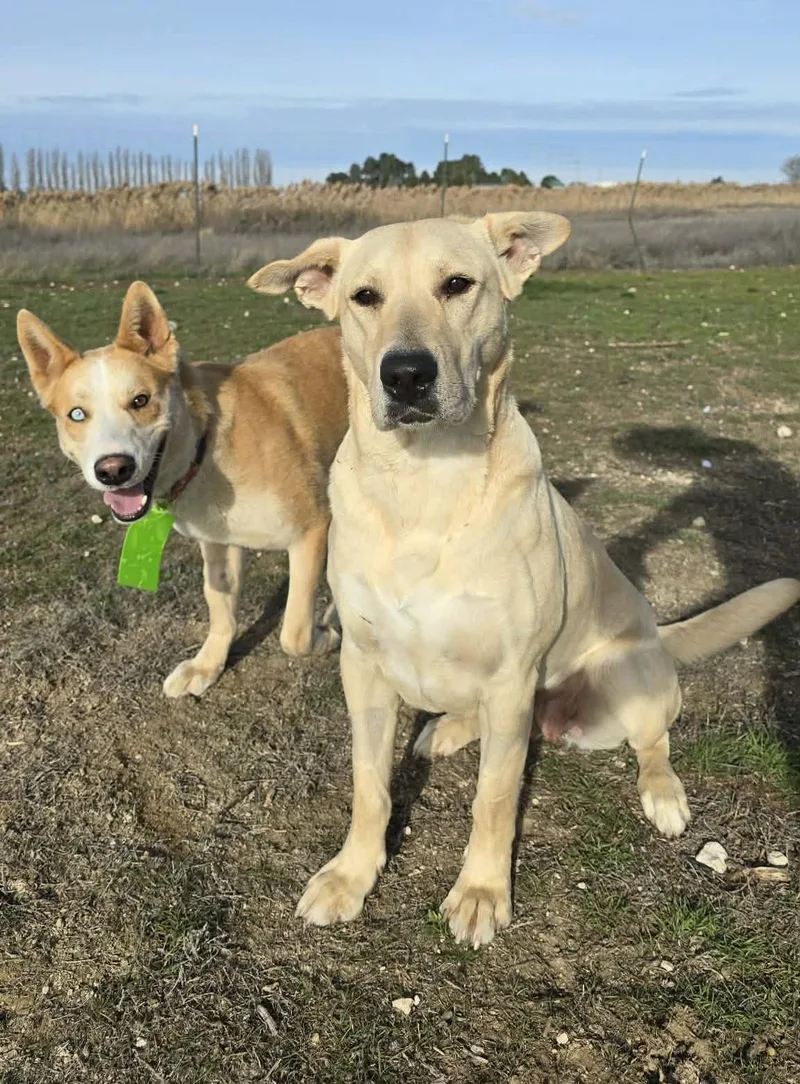 An adult large-sized female Yellow Labrador Retriever dog named Aquaduct for adoption in Othello, WA