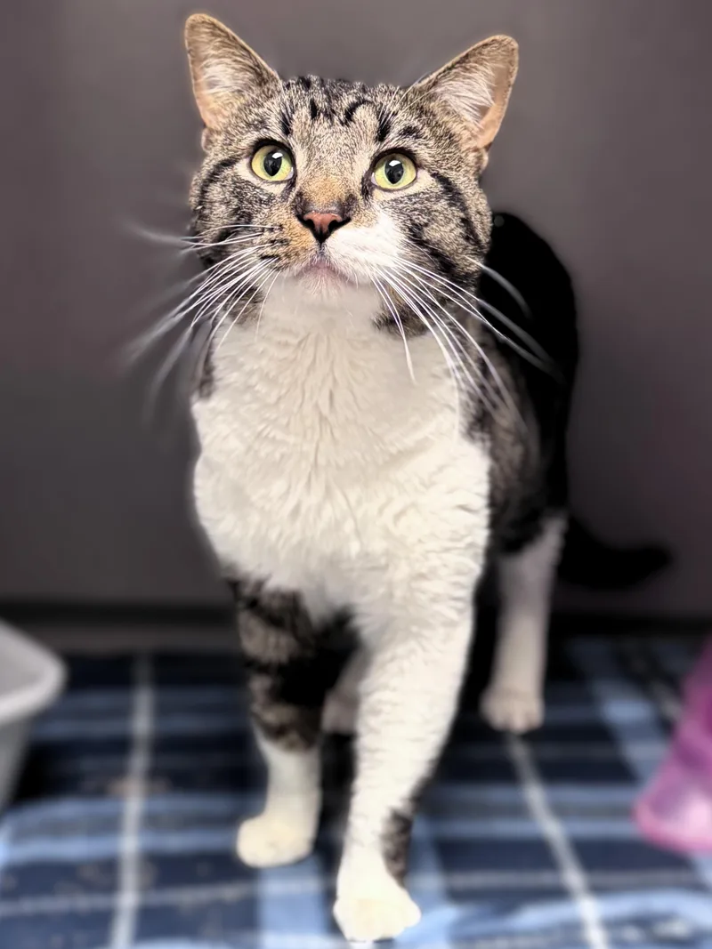 An adult large-sized male Tabby (Tiger Striped) Domestic Short Hair cat named Cookie for adoption in Pekin, IL
