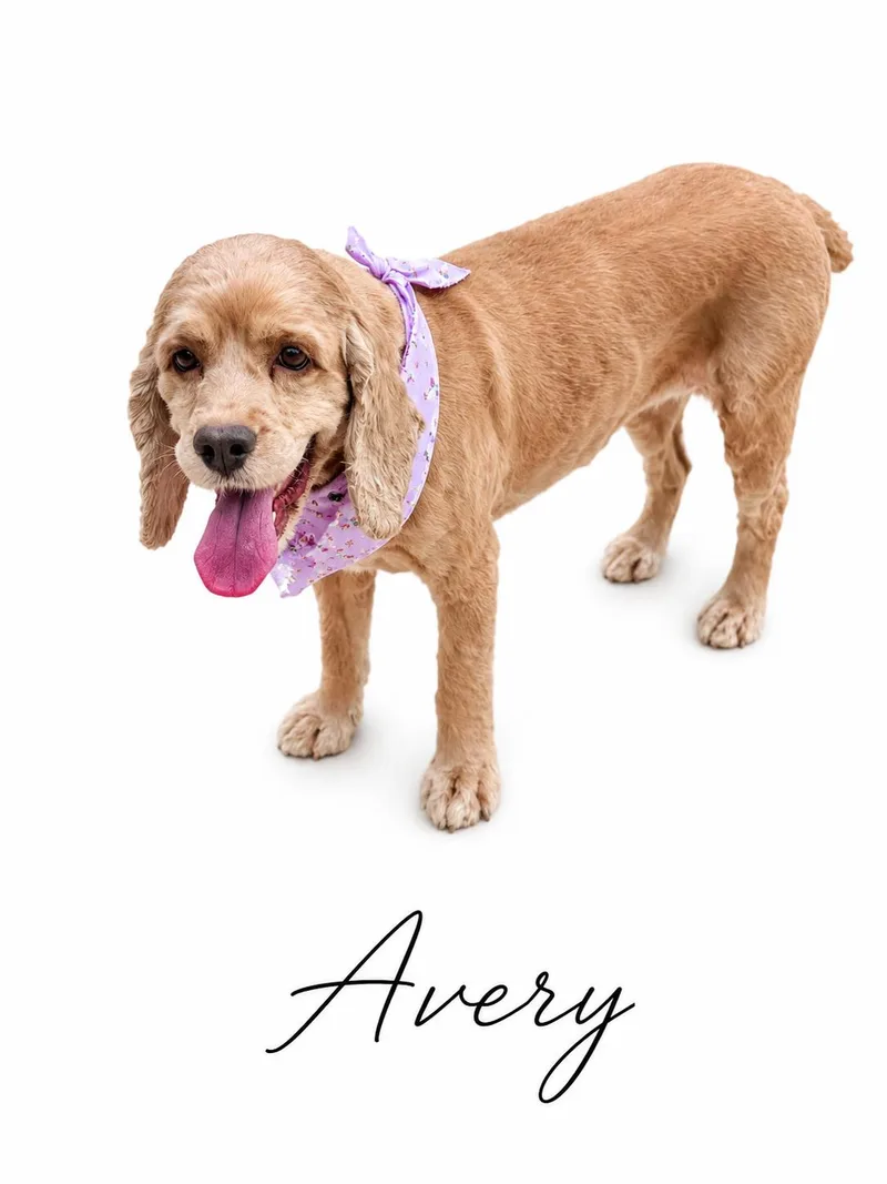 Avery