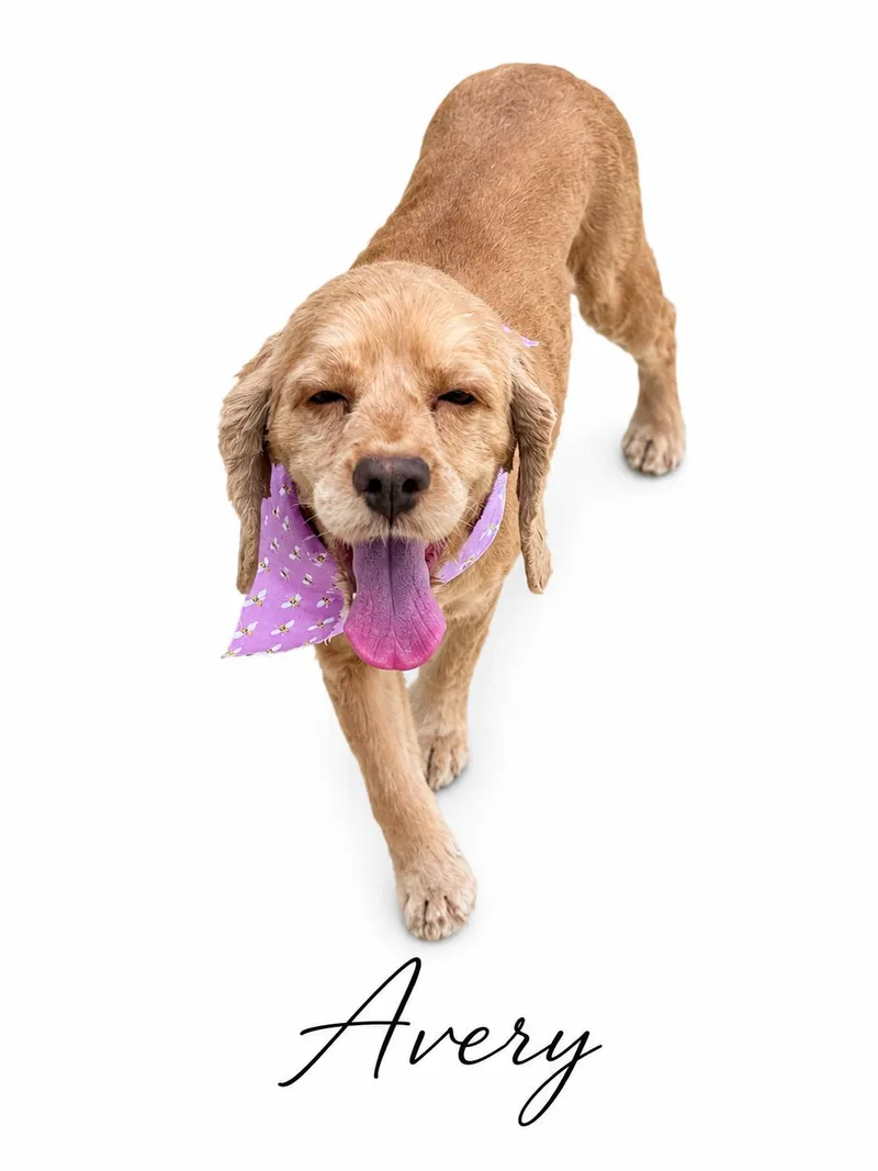 Avery thumbnail 2