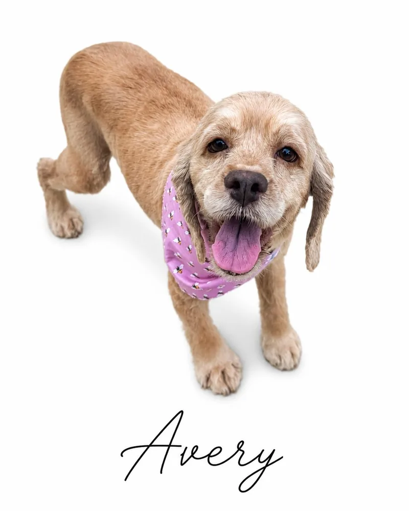 Avery thumbnail 4