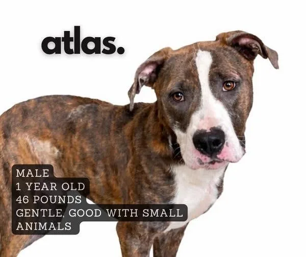 A young large-sized male Affenpinscher dog named Atlas for adoption in Ashland, KY