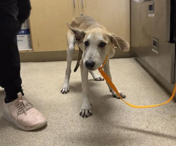 A young medium-sized female Shepherd dog named Claire for adoption in Riverside, CA