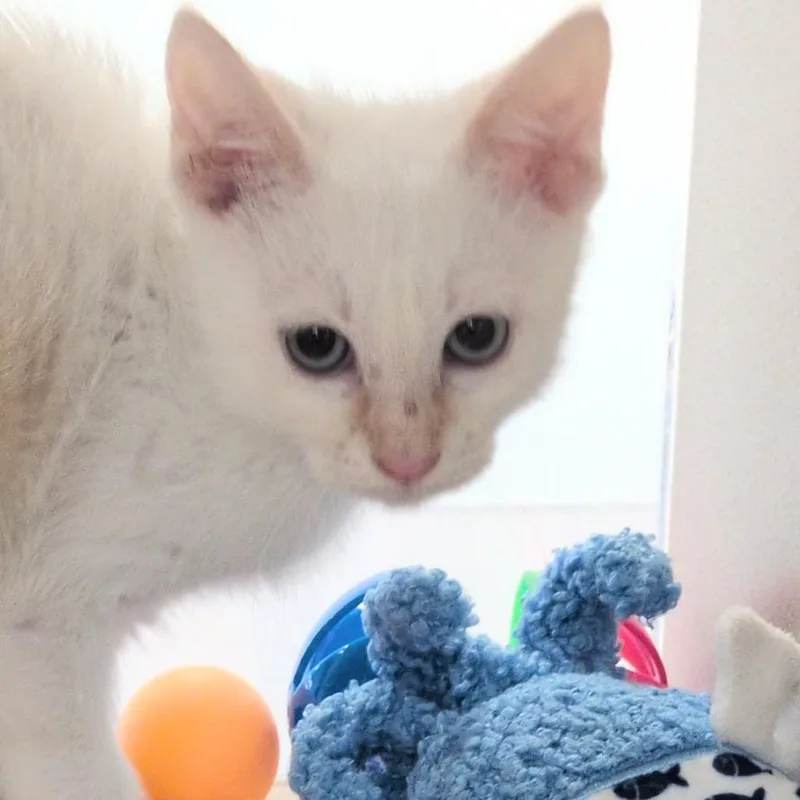 A baby small-sized male White Domestic Short Hair cat named Elmo for adoption in Reno, NV