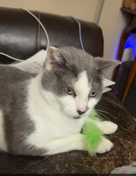 An adult medium-sized male Domestic Short Hair cat named Cleo And Charlie for adoption in Council Bluffs, IA