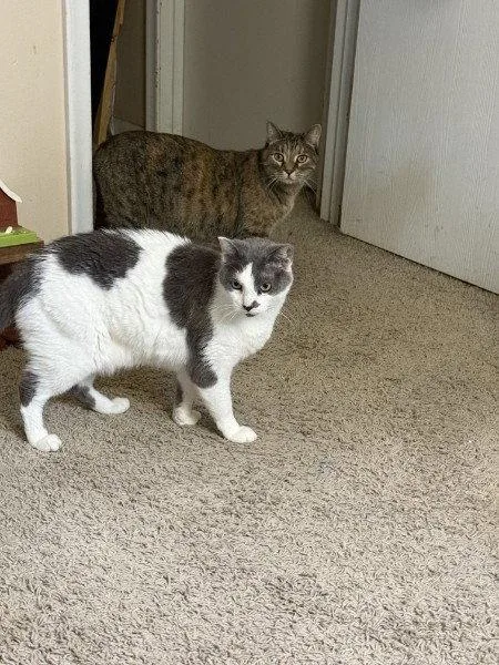Cleo And Charlie thumbnail 3