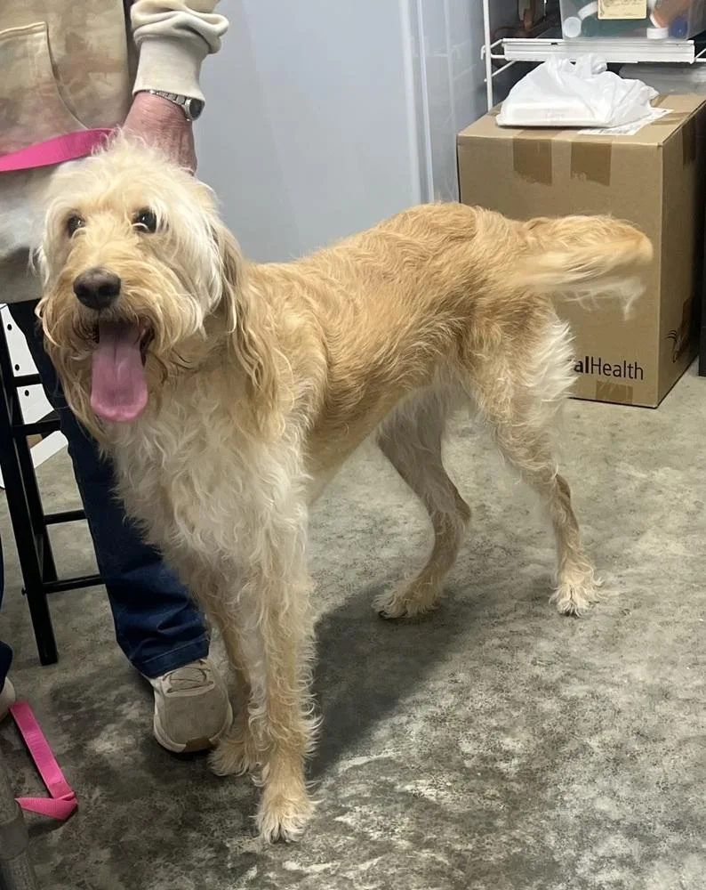 An adult large-sized female Yellow / Tan / Blond / Fawn Goldendoodle dog named Copelands  Dixie Rae for adoption in Broomfield, CO
