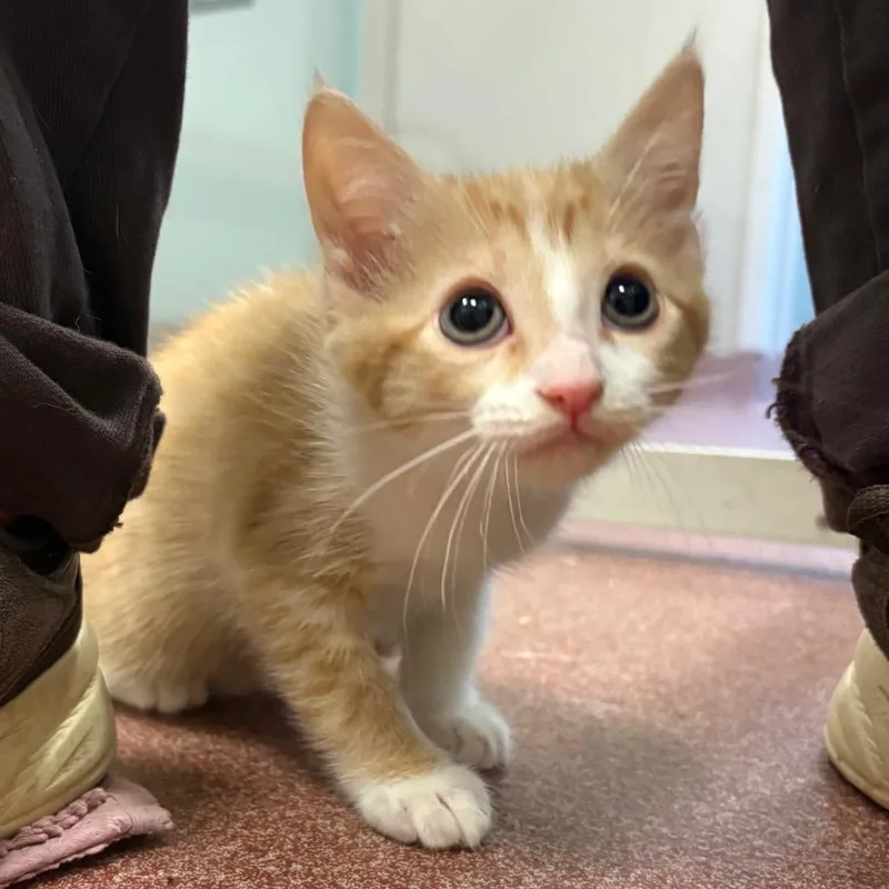 A baby small-sized female Domestic Short Hair cat named Toto for adoption in Asheville, NC