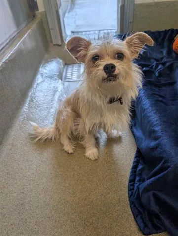 A young small-sized male Terrier dog named Flavio Lacayo for adoption in San Martin, CA