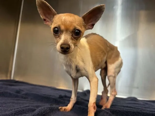An adult small-sized male Mixed Breed dog named Bill for adoption in Dallas, TX