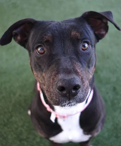 A young medium-sized female Black Pit Bull Terrier dog named Bagel for adoption in Encinitas, CA