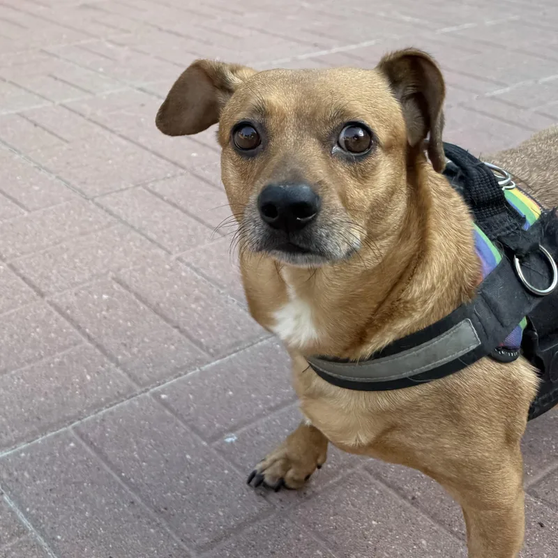 A young medium-sized male Golden Dachshund dog named Mr. Gibbs for adoption in Spring, TX