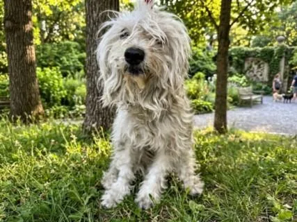 A young small-sized female Poodle dog named Dolly Parton for adoption in San Pedro, CA