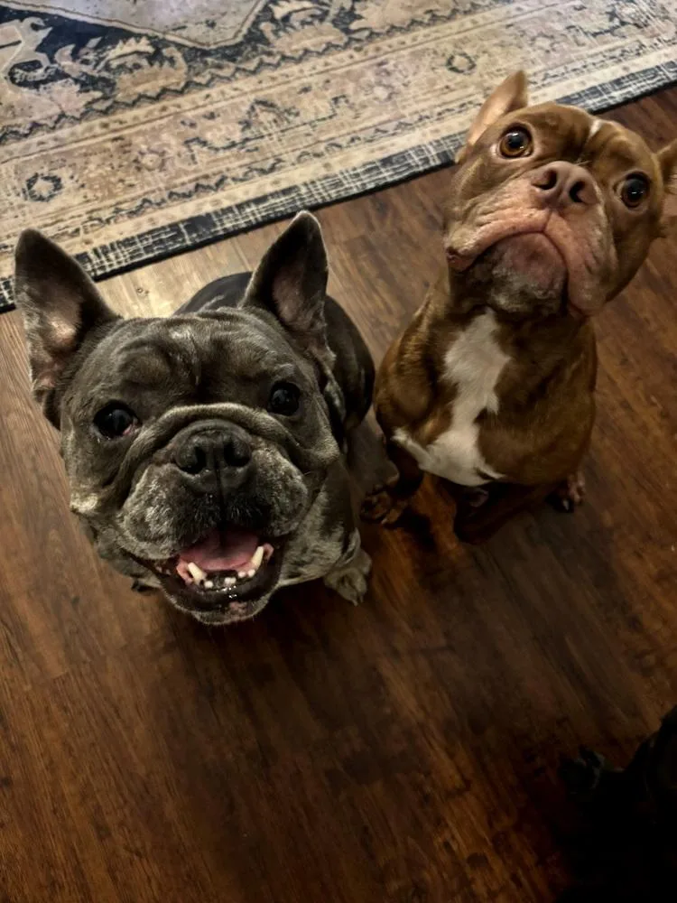 An adult medium-sized male French Bulldog dog named Porter for adoption in Jackson, TN