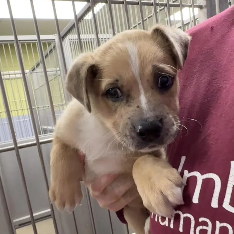 A baby small-sized male Yellow / Tan / Blond / Fawn Catahoula Leopard Dog dog named Ralph for adoption in Brookfield, WI