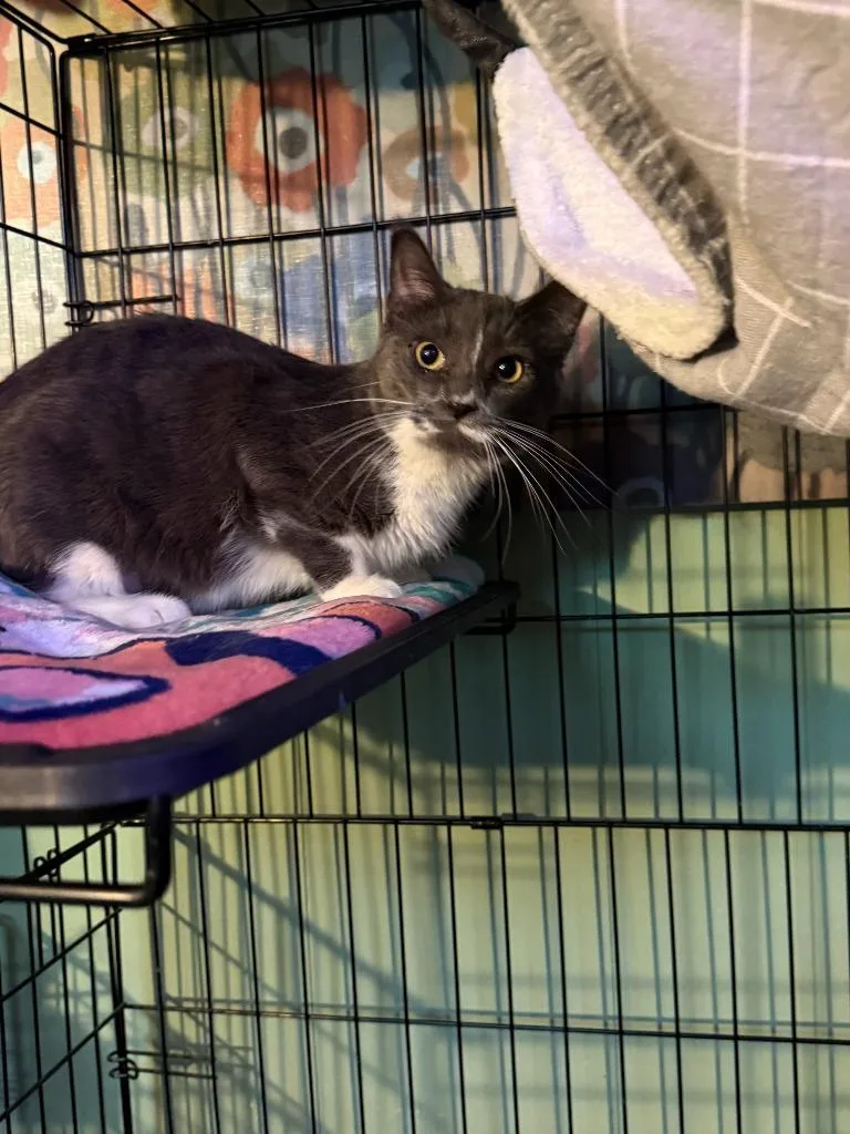 A baby medium-sized female Domestic Short Hair cat named Candy for adoption in Cloquet, MN
