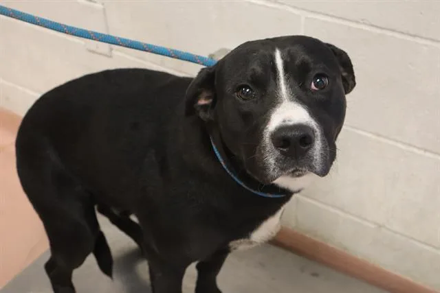 A young medium-sized male Mixed Breed dog named Prince for adoption in Columbia, SC