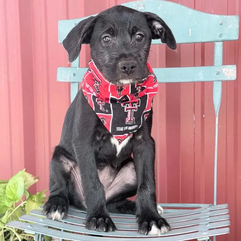 A baby large-sized female Black Labrador Retriever dog named Snickers for adoption in Olathe, KS