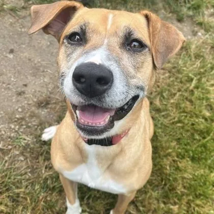 An adult medium-sized female Yellow / Tan / Blond / Fawn Foxhound dog named Estrella for adoption in Indianapolis, IN