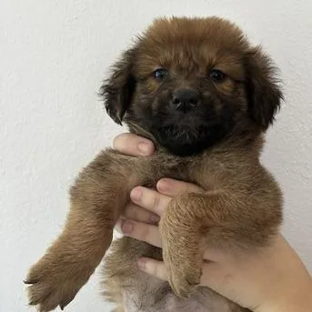 A baby medium-sized male Golden Retriever dog named Isaac for adoption in San Juan, PR