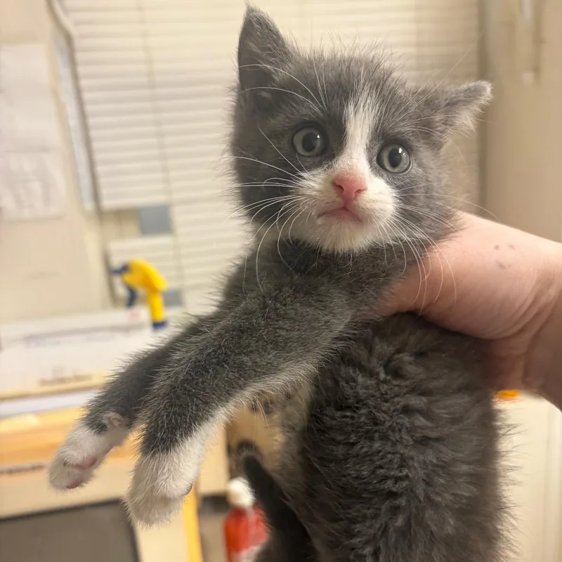 A baby small-sized male Gray / Blue / Silver Domestic Short Hair cat named Bowie for adoption in Pekin, IL