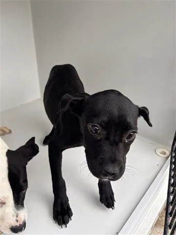 An adult small-sized female Labrador Retriever dog named Bella for adoption in Houston, TX