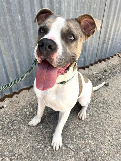 An adult large-sized male Pit Bull Terrier dog named Cardenas for adoption in Albuquerque, NM