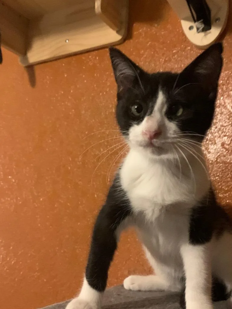 A baby small-sized male Domestic Short Hair cat named Milkshakes for adoption in San Antonio, TX