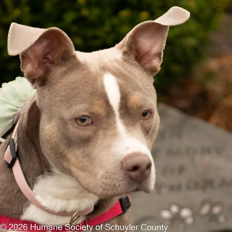 A young medium-sized female Sable Pit Bull Terrier dog named Phoebe for adoption in Montour Falls, NY