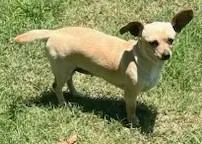 A young small-sized female Yellow / Tan / Blond / Fawn Chihuahua dog named BELLA  See my for adoption in Houston, TX