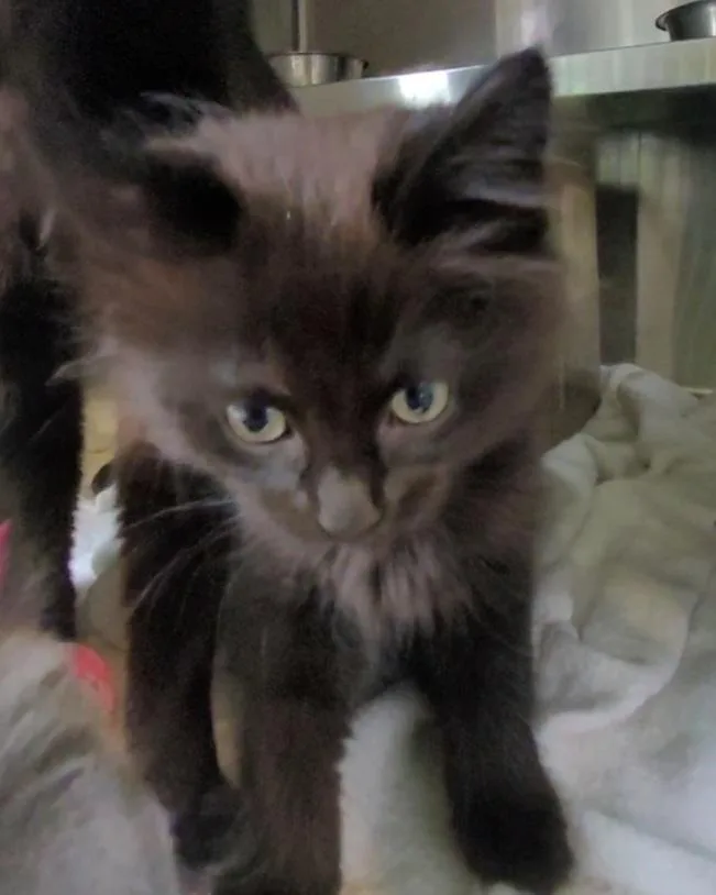A baby small-sized female Domestic Long Hair cat named A for adoption in Los Angeles, CA