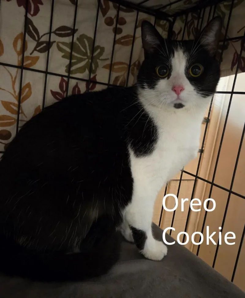An adult medium-sized female Domestic Short Hair cat named Oreo Cookie for adoption in Rutherfordton, NC