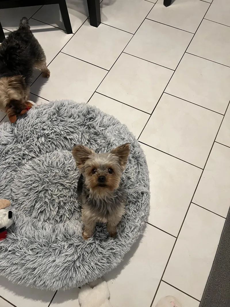 A young small-sized male Bicolor Yorkshire Terrier dog named Dominic for adoption in Staten Island, NY