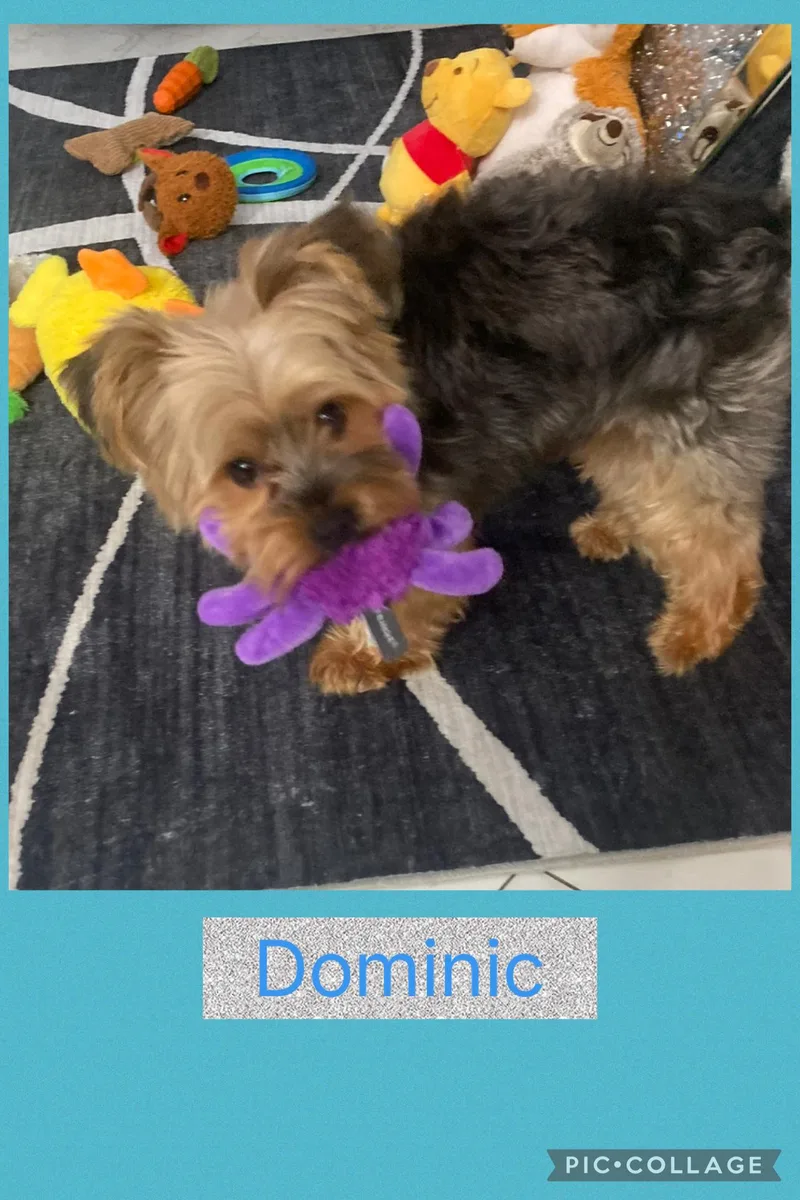 Dominic thumbnail 4