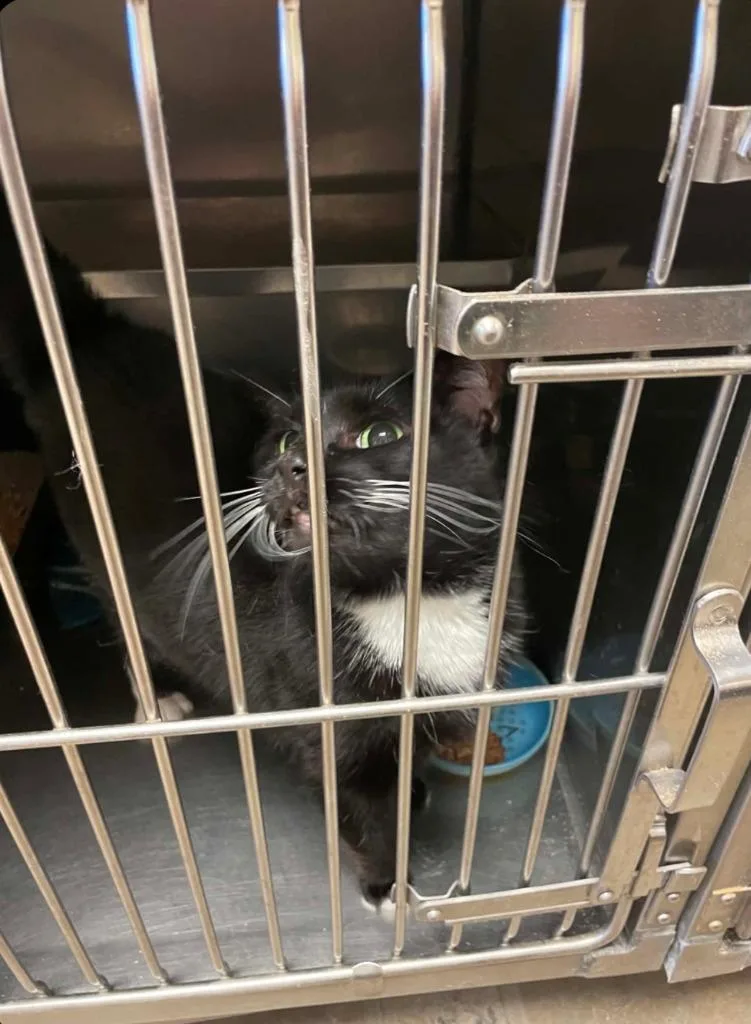 A young large-sized female Domestic Short Hair cat named Daisy for adoption in Bossier City, LA