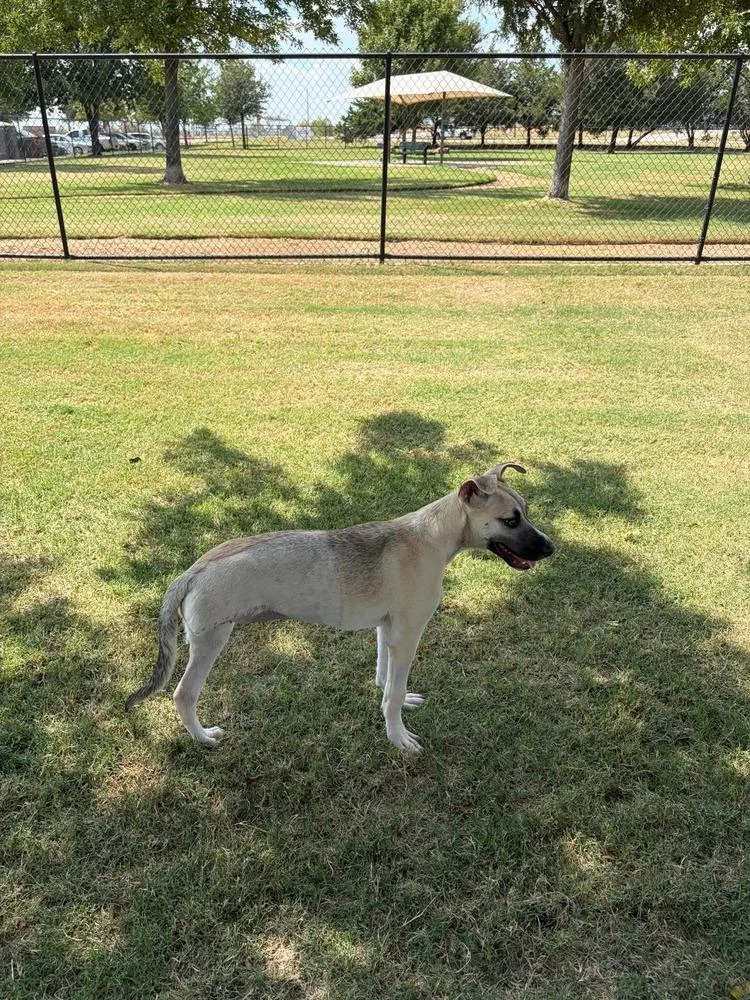 A baby medium-sized female White / Cream Shepherd dog named Vixen for adoption in Dallas, TX