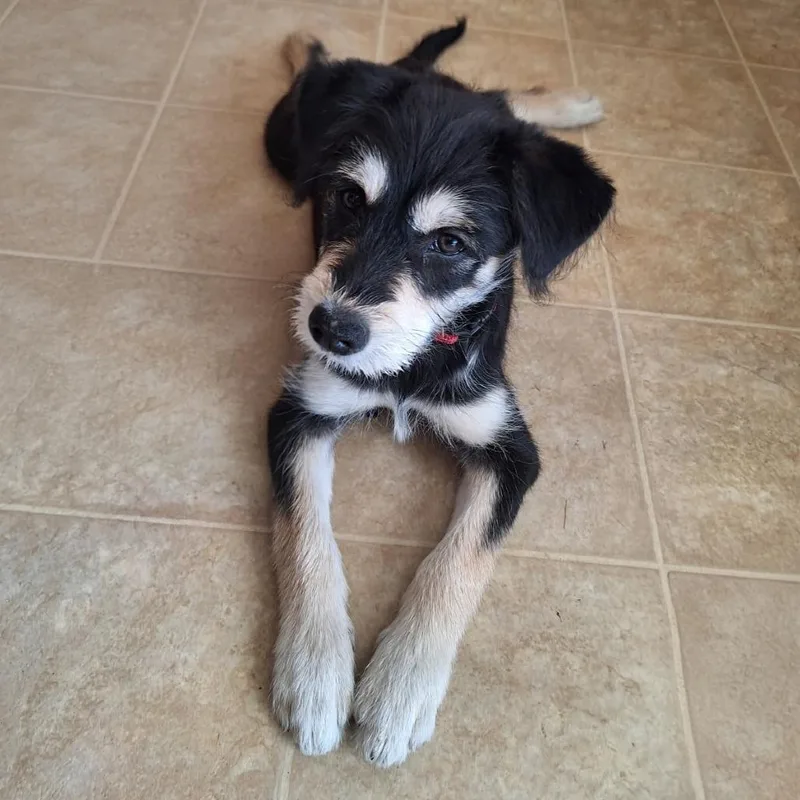 A baby small-sized female Black Terrier dog named Crissey for adoption in Calimesa, CA