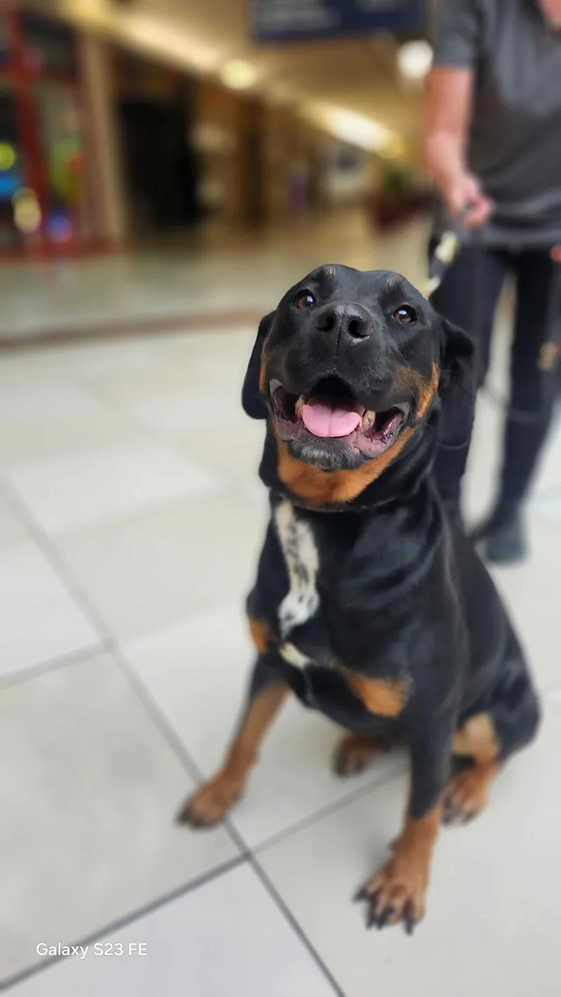 Harley