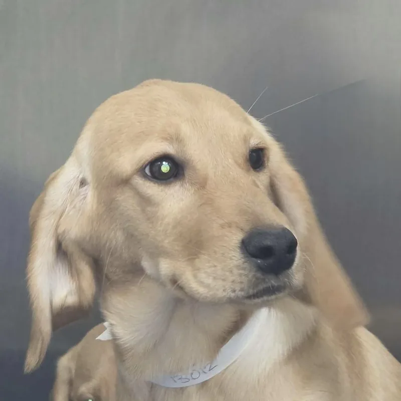 A baby large-sized female Labrador Retriever dog named Alexa for adoption in Willingboro, NJ