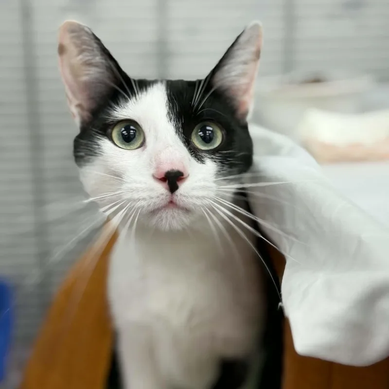 A young medium-sized female Black & White / Tuxedo Domestic Short Hair cat named May for adoption in Martinsville, IN