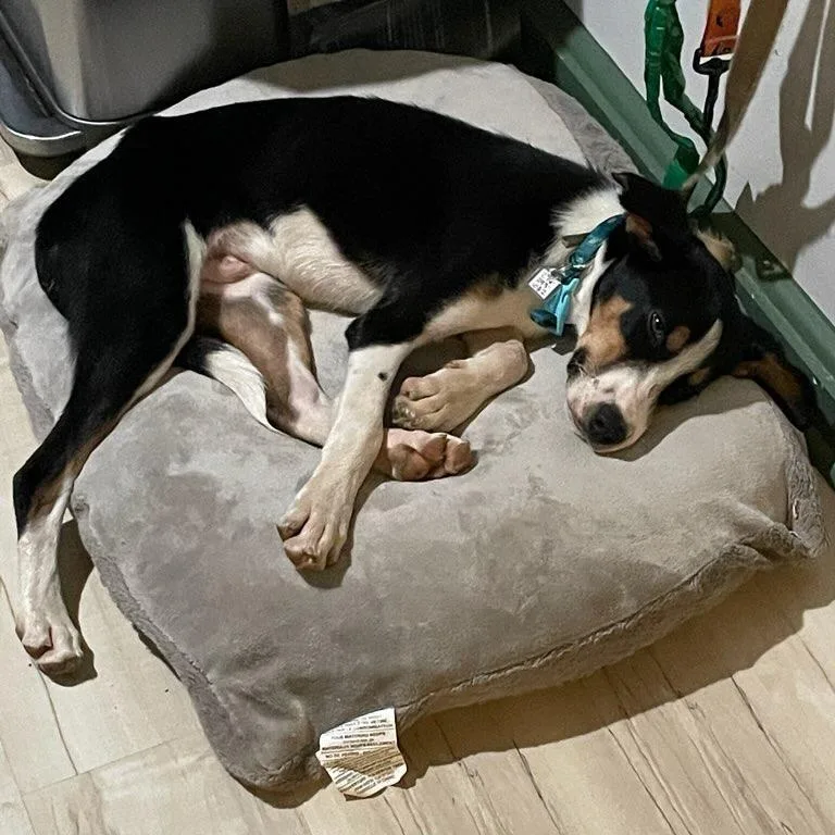 Hank