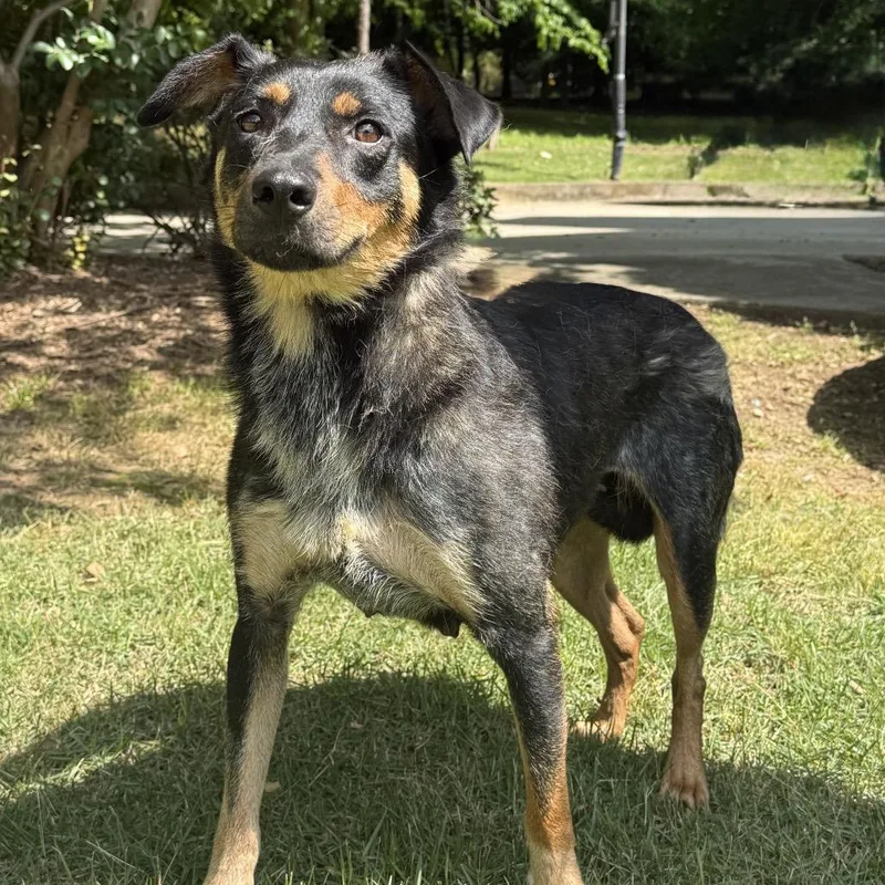 An adult medium-sized female Black Mixed Breed dog named Rose for adoption in Brownsboro, AL