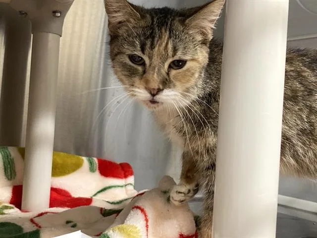 A young medium-sized female Domestic Short Hair cat named Agatha for adoption in Tustin, CA