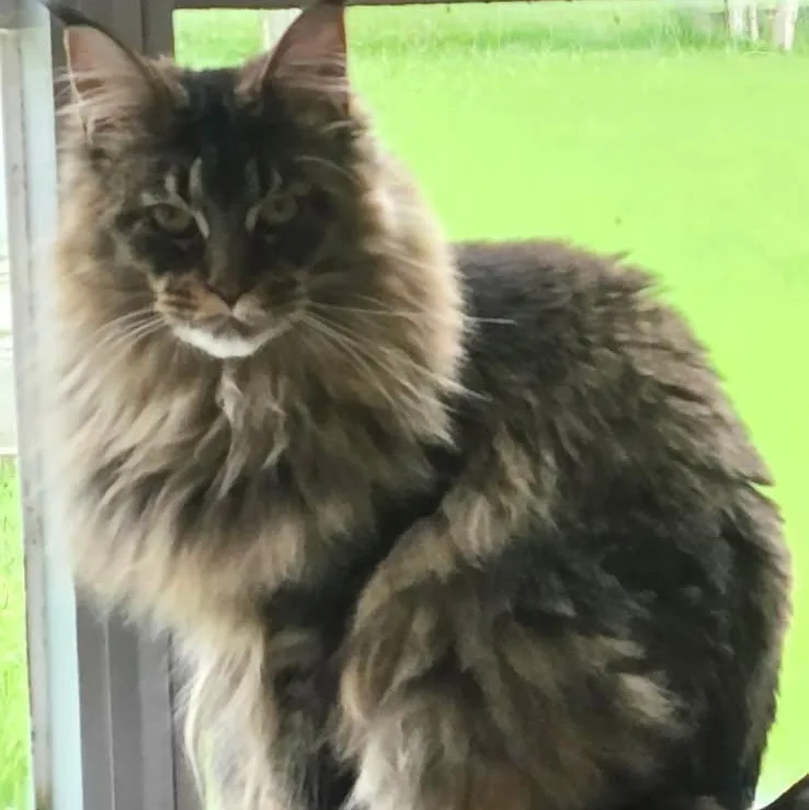 A young large-sized male Maine Coon cat named Loki and Mo for adoption in Magnolia, TX