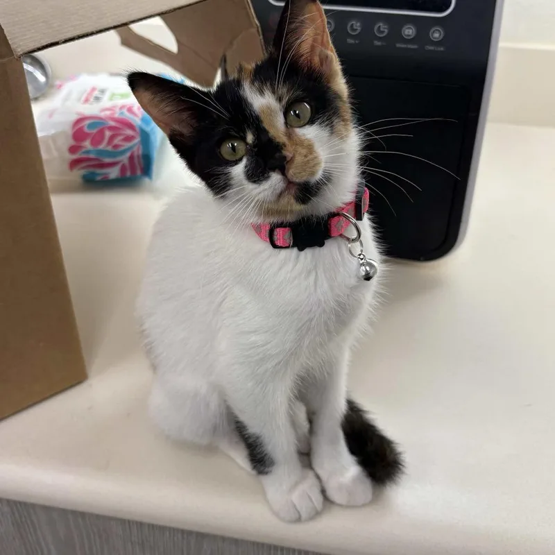 A baby small-sized female Calico Domestic Medium Hair cat named Glameow for adoption in Beaumont, TX