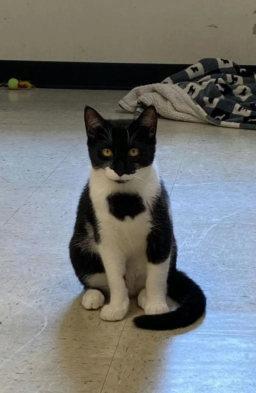 A young medium-sized female Tuxedo cat named Leia for adoption in Chester, NJ